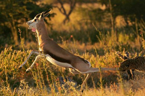 World Press Photo выбрал победителей