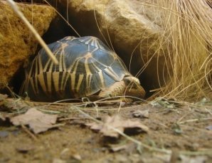 10-ка долгожителей планеты Земля