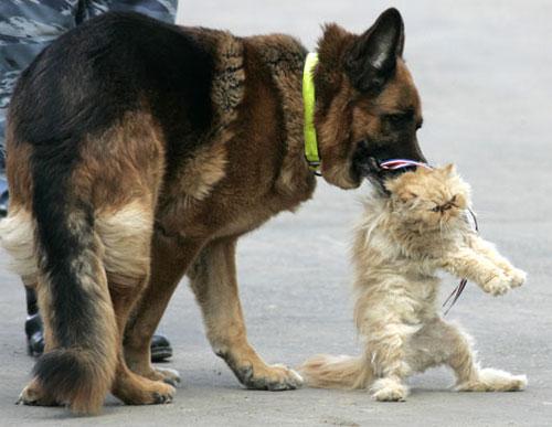 Умеют ли животные дружить ?