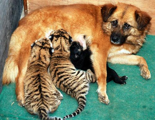 Умеют ли животные дружить ?