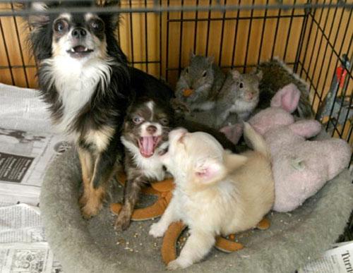 Умеют ли животные дружить ?