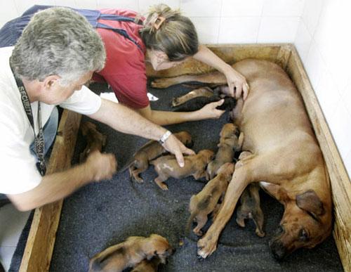 Умеют ли животные дружить ?