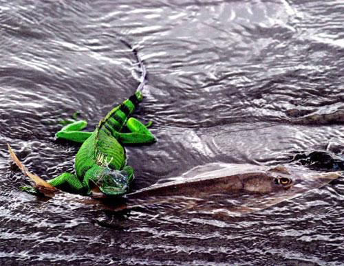 Умеют ли животные дружить ?