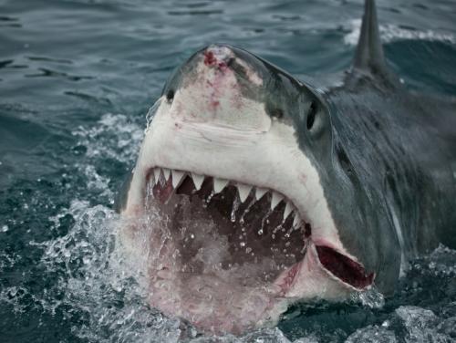 10 легендарных акул-людоедов
