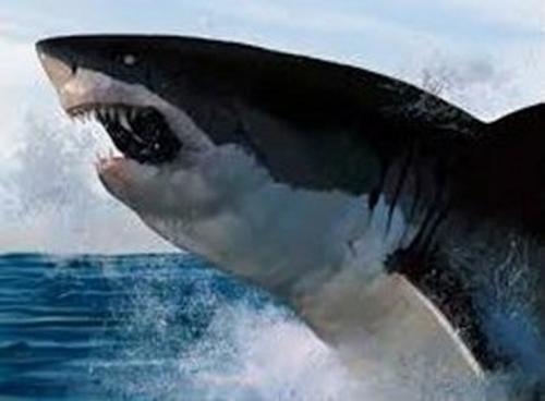 10 легендарных акул-людоедов
