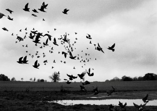 Музыканты в объективе Олафа Хайне