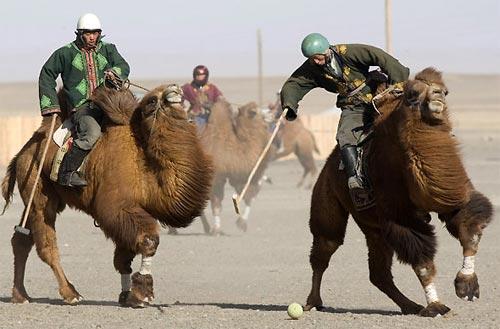 Экзотческий вид спорта: поло на верблюдах