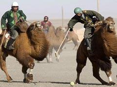 Экзотческий вид спорта: поло на верблюдах
