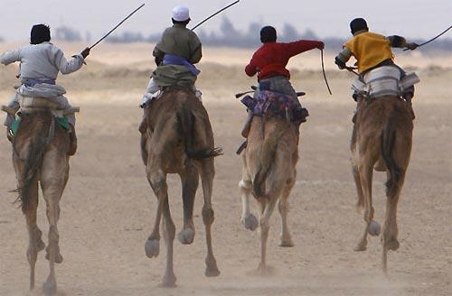 Экзотческий вид спорта: поло на верблюдах