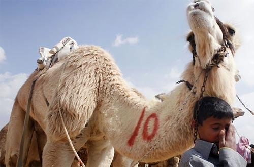 Экзотческий вид спорта: поло на верблюдах