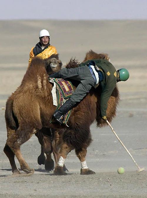 Экзотческий вид спорта: поло на верблюдах