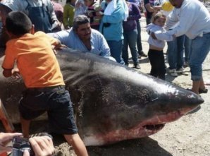Самые большие пойманные акулы