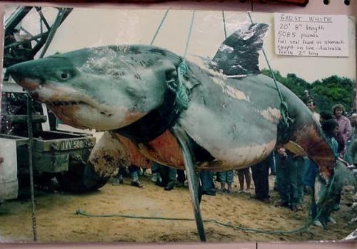 Самые большие пойманные акулы