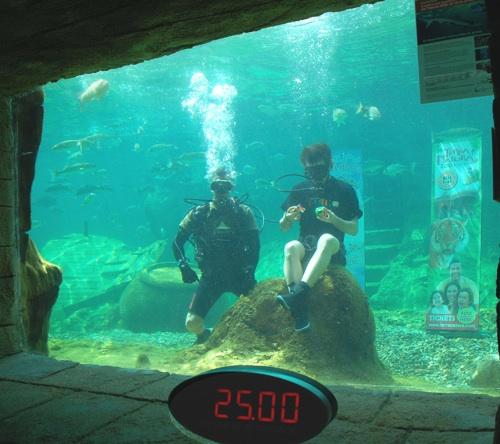 Испанец собрал два кубика Рубика в бассейне с шестью акулами