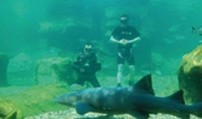 Испанец собрал два кубика Рубика в бассейне с шестью акулами