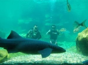 Испанец собрал два кубика Рубика в бассейне с шестью акулами