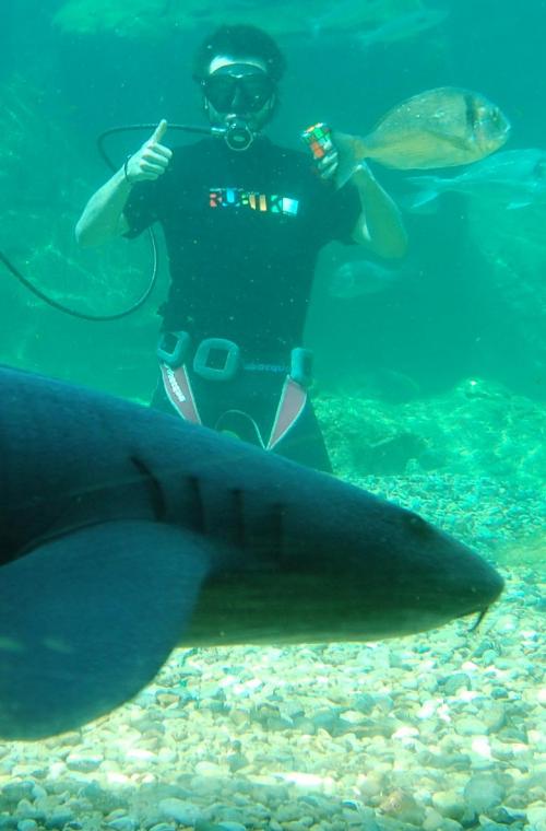 Испанец собрал два кубика Рубика в бассейне с шестью акулами