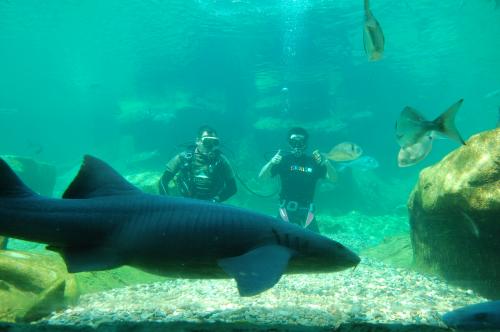 Испанец собрал два кубика Рубика в бассейне с шестью акулами