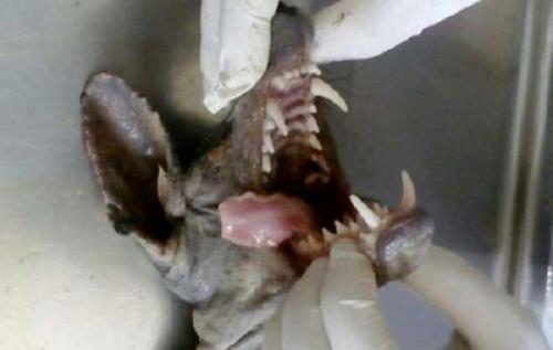 Самые странные и необъяснимые существа, найденные людьми