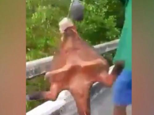 Самые странные и необъяснимые существа, найденные людьми