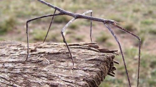 Самые странные и необъяснимые существа, найденные людьми