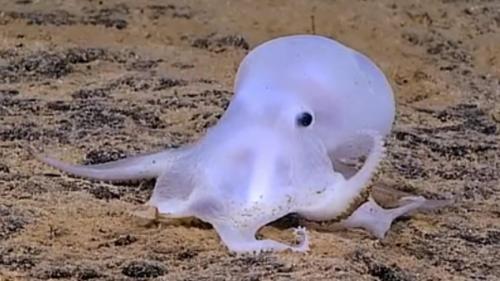 Самые странные и необъяснимые существа, найденные людьми