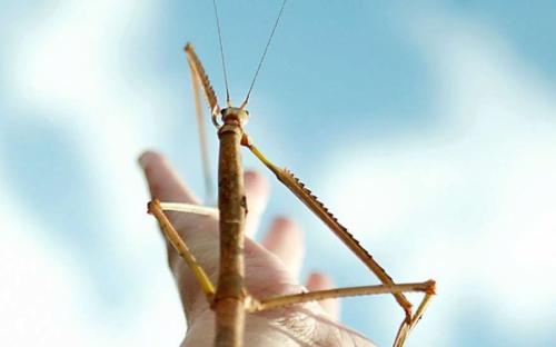 Самые странные и необъяснимые существа, найденные людьми