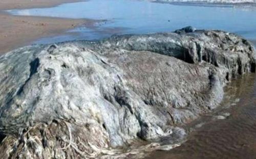 Самые странные и необъяснимые существа, найденные людьми