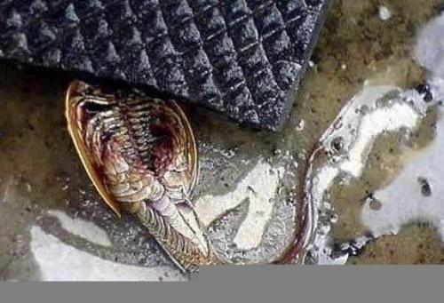 Самые странные и необъяснимые существа, найденные людьми