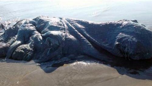 Самые странные и необъяснимые существа, найденные людьми