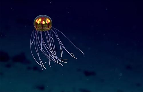 Самые странные и необъяснимые существа, найденные людьми