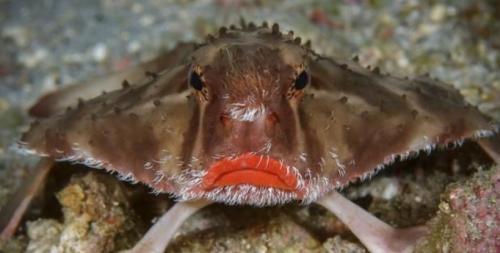 Самые странные и необъяснимые существа, найденные людьми