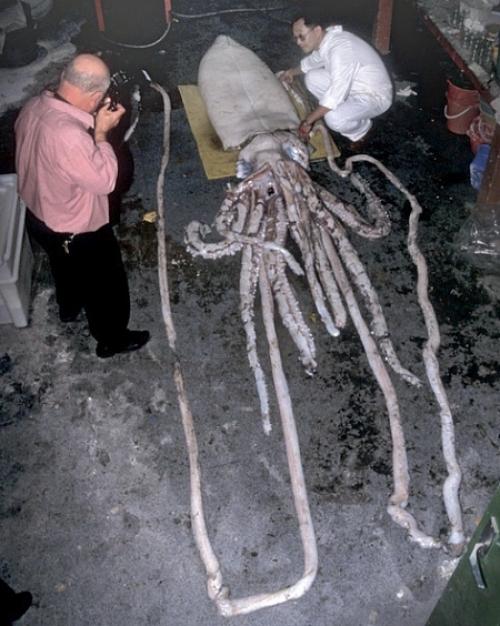 Самые странные и необъяснимые существа, найденные людьми