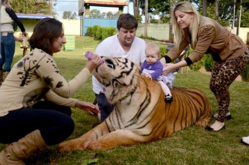 Тигр вместо домашнего питомца: в бразильской семье живут 7 хищников