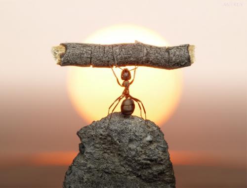 Невероятные муравьиные истории Андрея Павлова