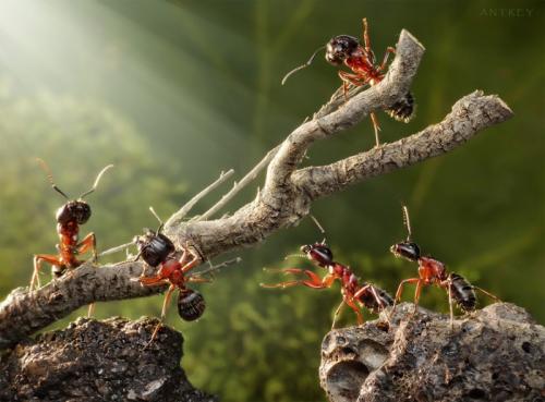 Невероятные муравьиные истории Андрея Павлова