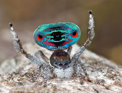 В Австралии найден самый экзотический паук на Земле
