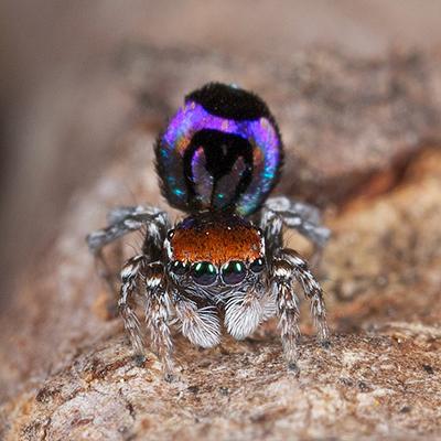В Австралии найден самый экзотический паук на Земле