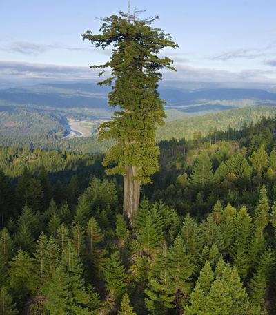 Топ-10 высочайших деревьев планеты