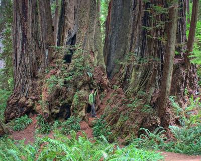 Топ-10 высочайших деревьев планеты