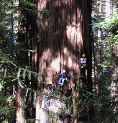 Топ-10 высочайших деревьев планеты