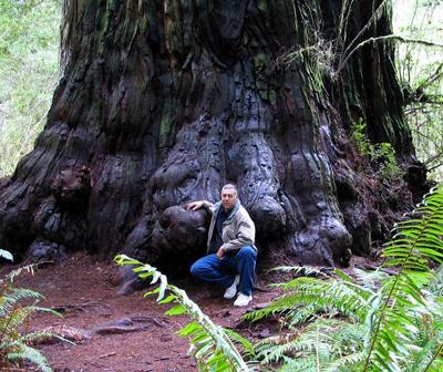 Топ-10 высочайших деревьев планеты
