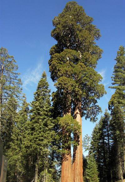 Топ-10 высочайших деревьев планеты