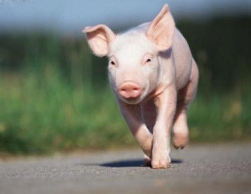 Звериный спорт: азартные издевательства над животными