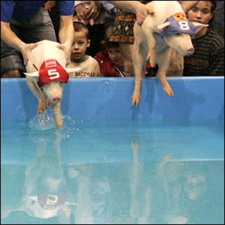 Звериный спорт: азартные издевательства над животными