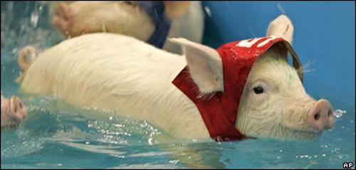 Звериный спорт: азартные издевательства над животными