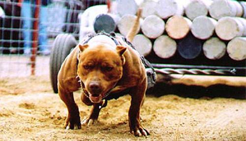 Звериный спорт: азартные издевательства над животными
