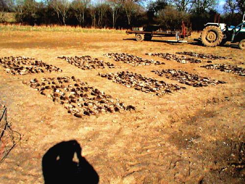 Звериный спорт: азартные издевательства над животными