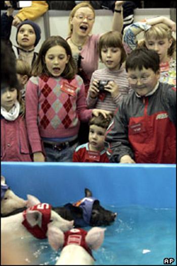 Звериный спорт: азартные издевательства над животными