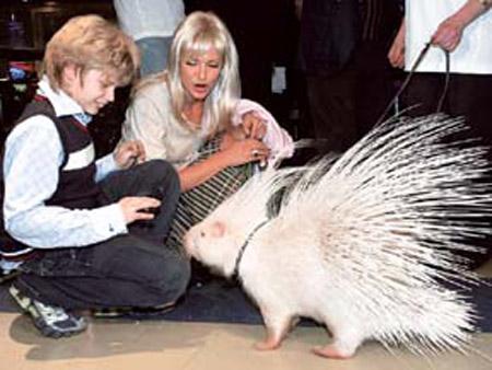 Звериный спорт: азартные издевательства над животными